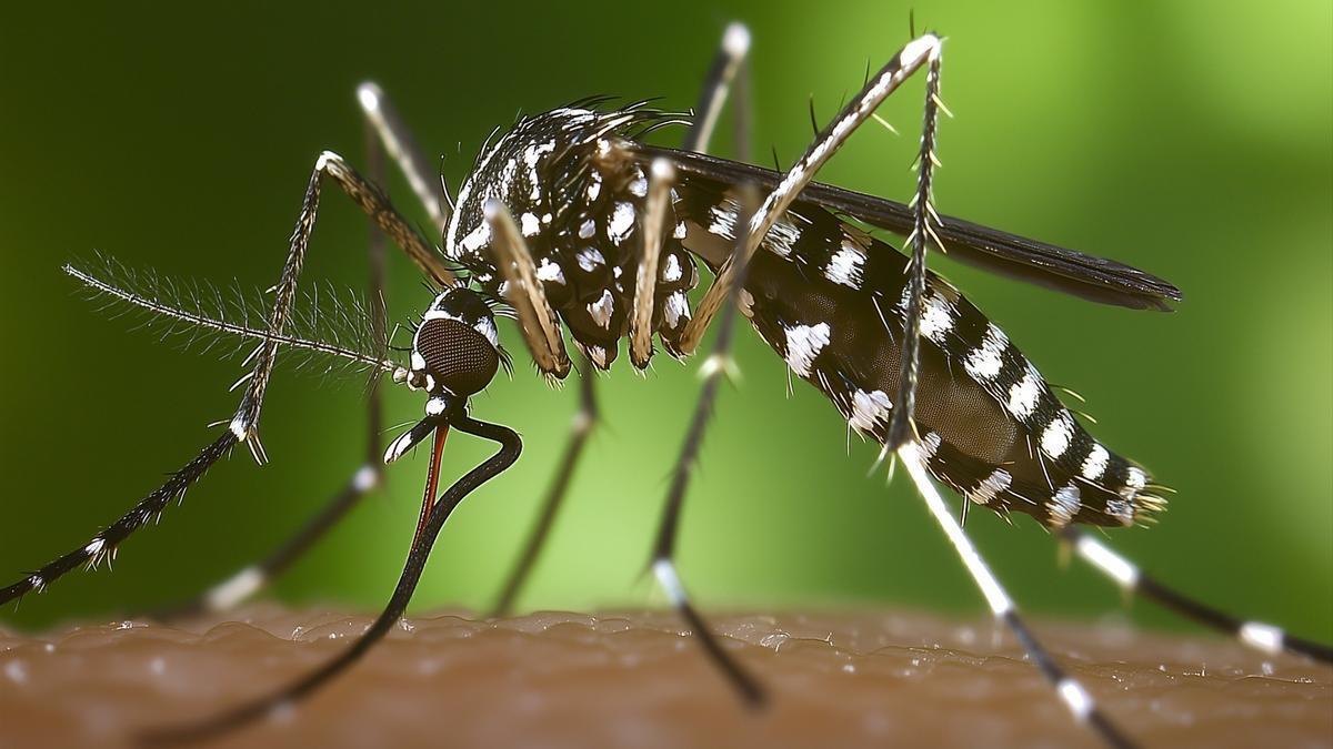 Se ha detectado la presencia de mosquito tigre en 72 municipios vascos.