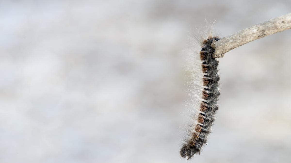 Oruga procesionaria.