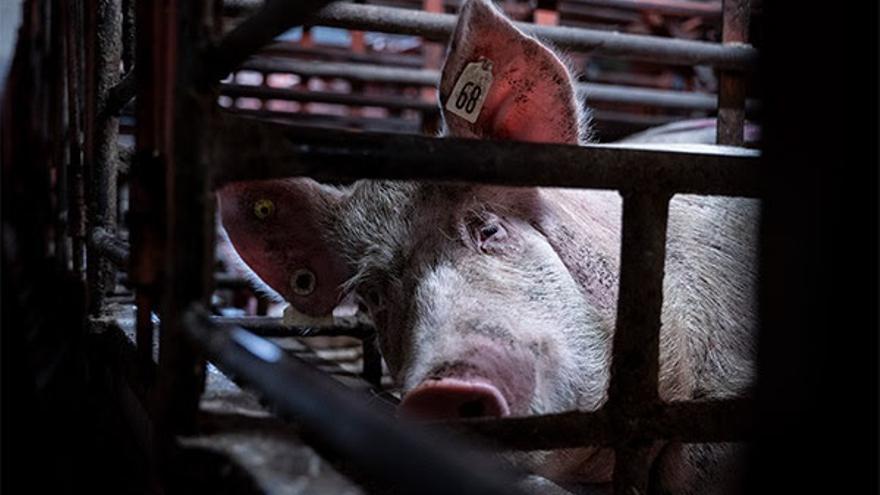 Cerdo en una granja industrial.