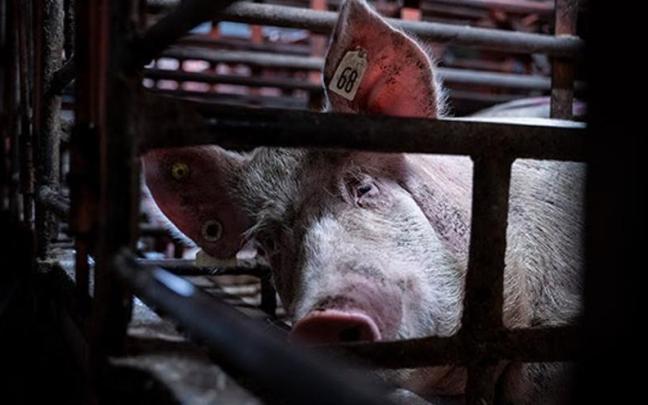Cerdo en una granja industrial.