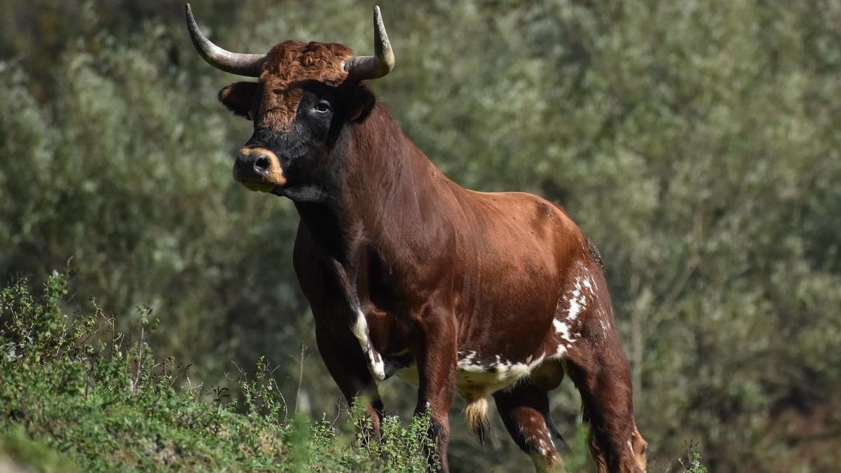 Una res de la ganadería Bergarako Zezenak,