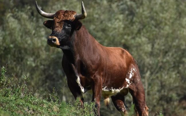 Una res de la ganadería Bergarako Zezenak,