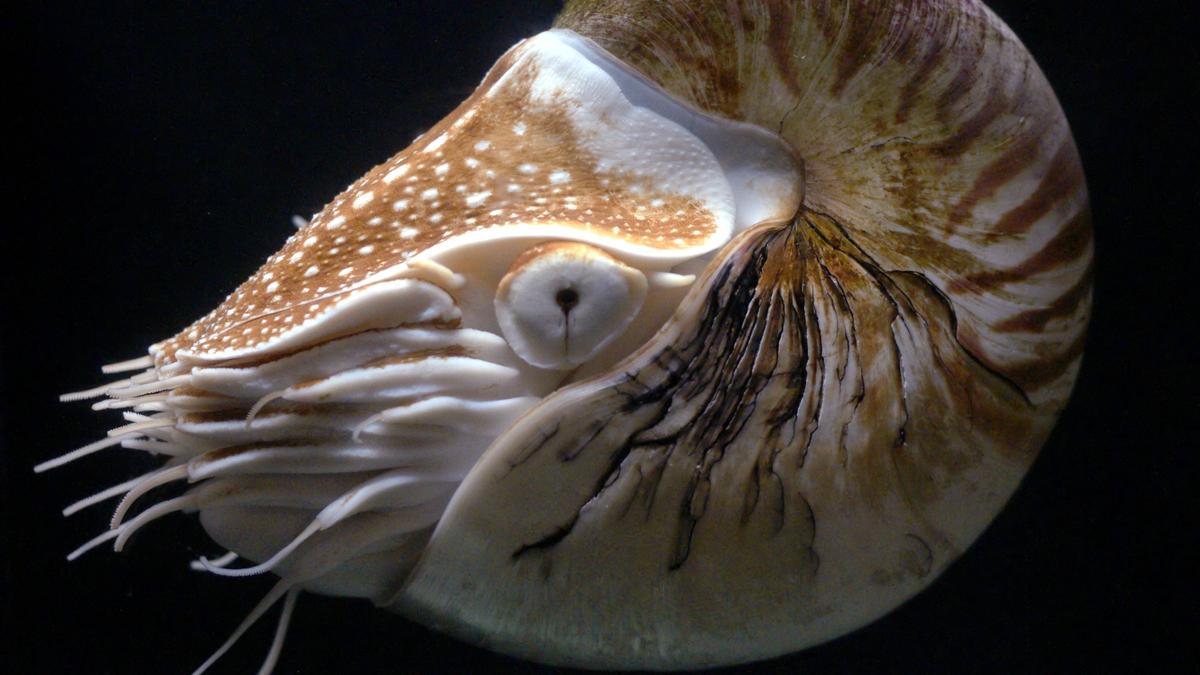 Nautilus pompilius
