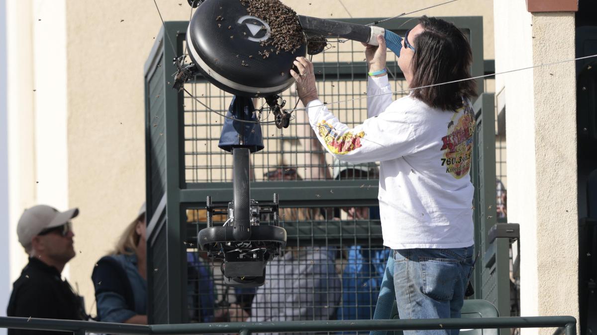 Un apicultor usa un aspirador para aspirar las abejas que invadieron la pista.