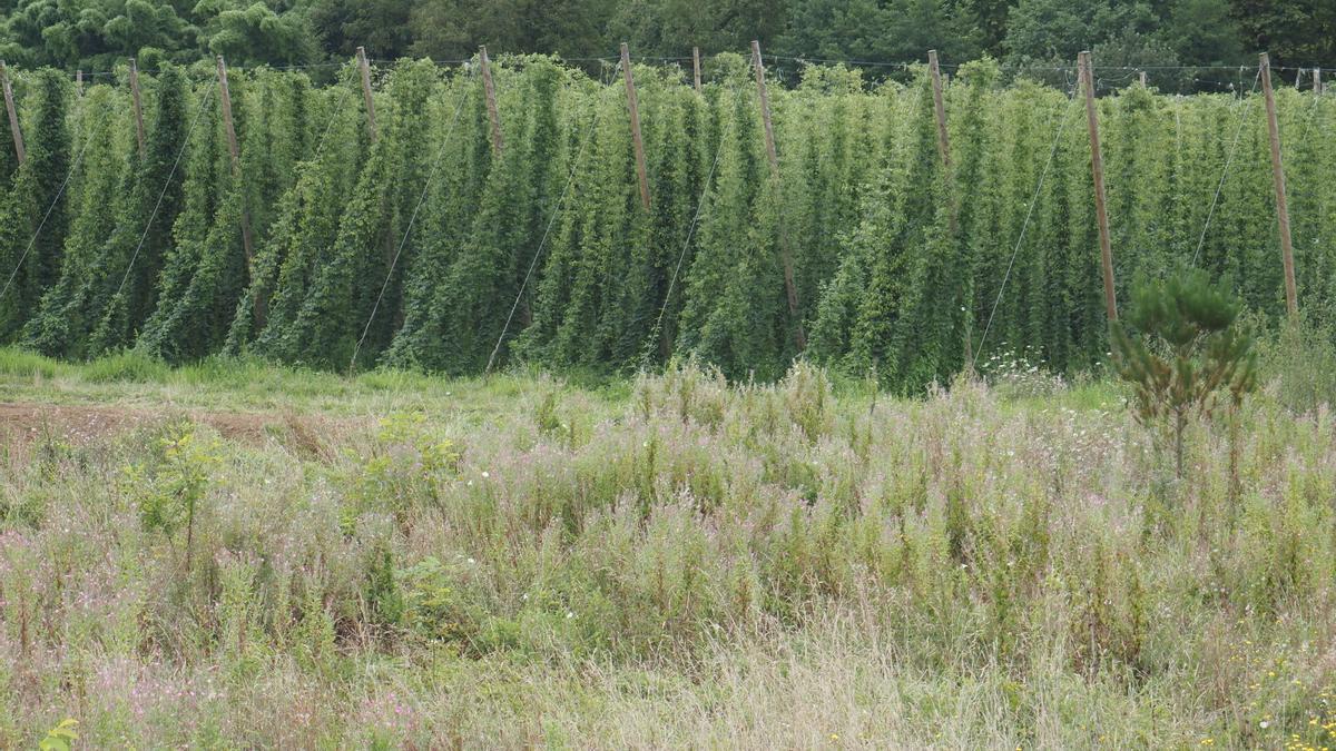 Las plantaciones de lúpulo ocupan dos hectáreas y crecen en el entorno del rio Urola