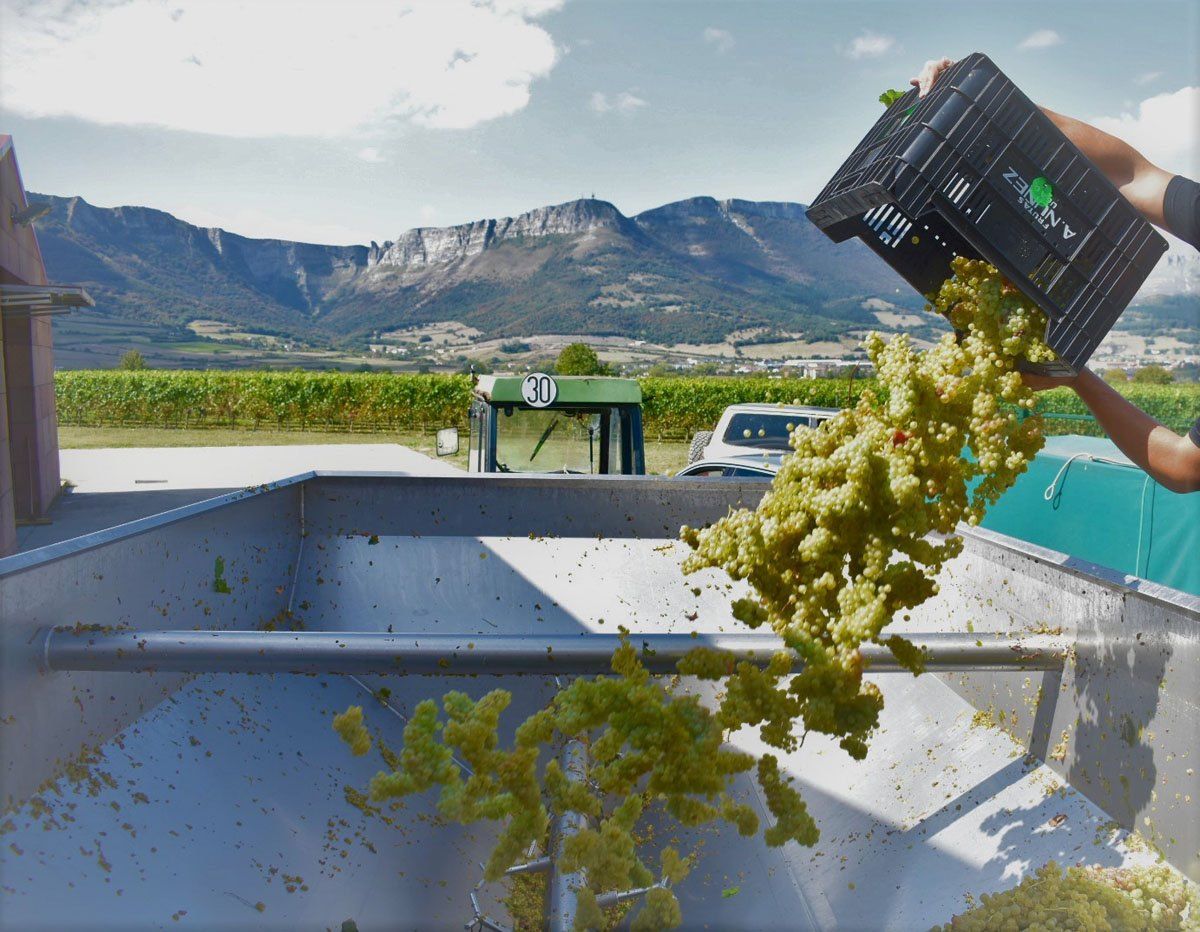 Uva recién vendimiada entrando directamente a una bodega de Arabako Txakolina para convertirse en txakoli