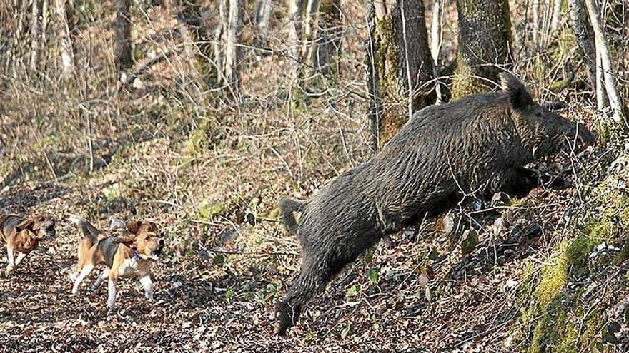 Varios perros de caza persiguen a un jabalí