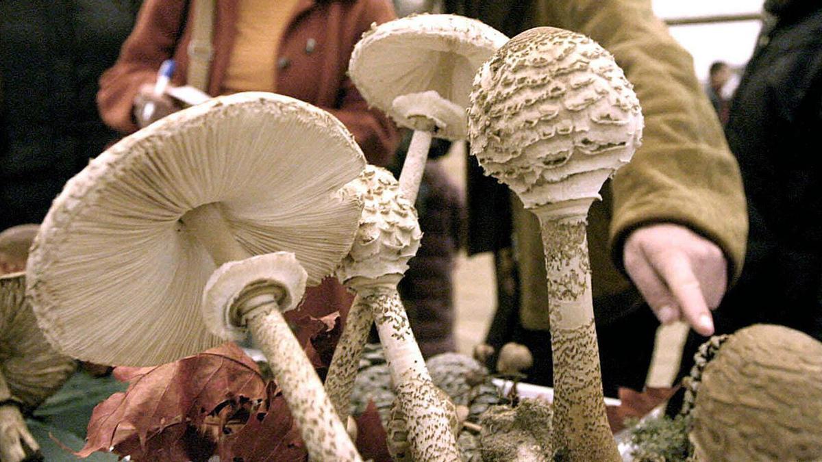 El fascinante mundo de los hongos será protagonista en las jornadas de Natur Eskola.