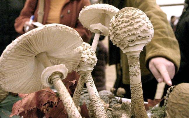 El fascinante mundo de los hongos será protagonista en las jornadas de Natur Eskola.