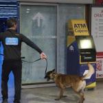 Tyrion y Zuri, los perros antidroga de la Policía Municipal de Pamplona