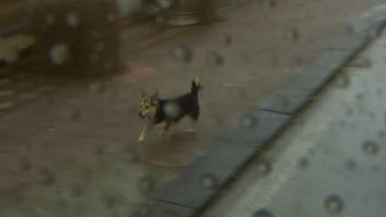 El perro que provocó la caída de Evenepoel