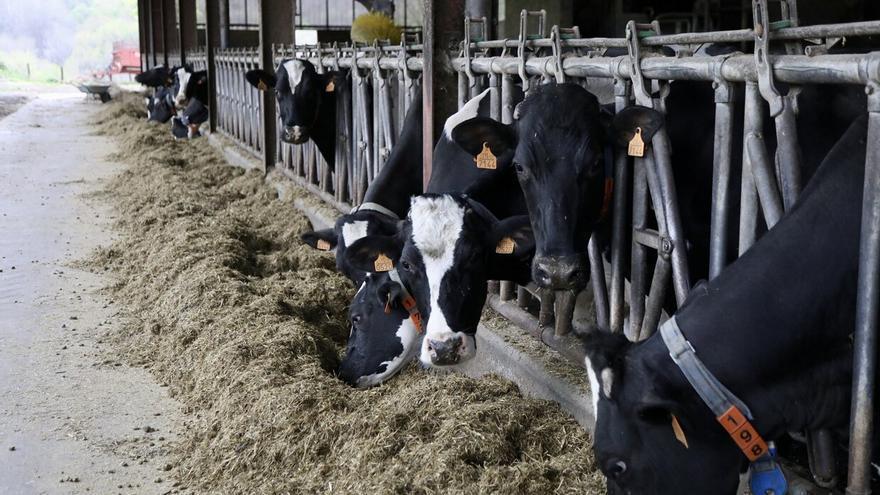 Vacas en una explotación ganadera.