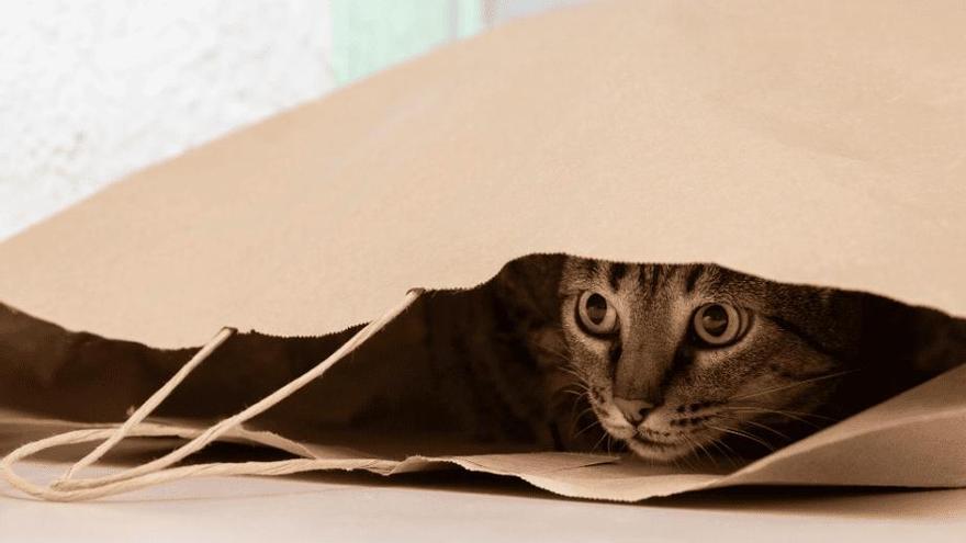Un gato ha buscado un refugio ocasional dentro de una bolsa de papel.