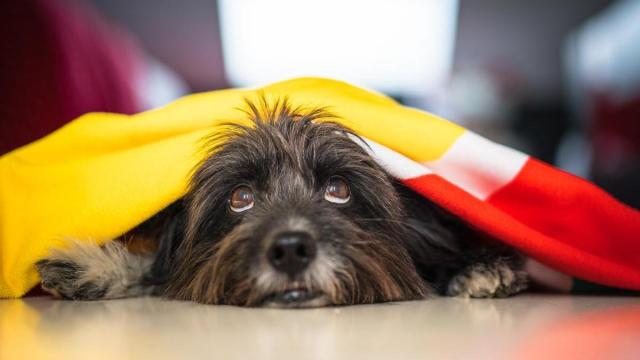 Mascotas y fauna silvestre se ven muy afectadas por el uso de materiales pirotécnicos.