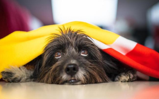 Mascotas y fauna silvestre se ven muy afectadas por el uso de materiales pirotécnicos.