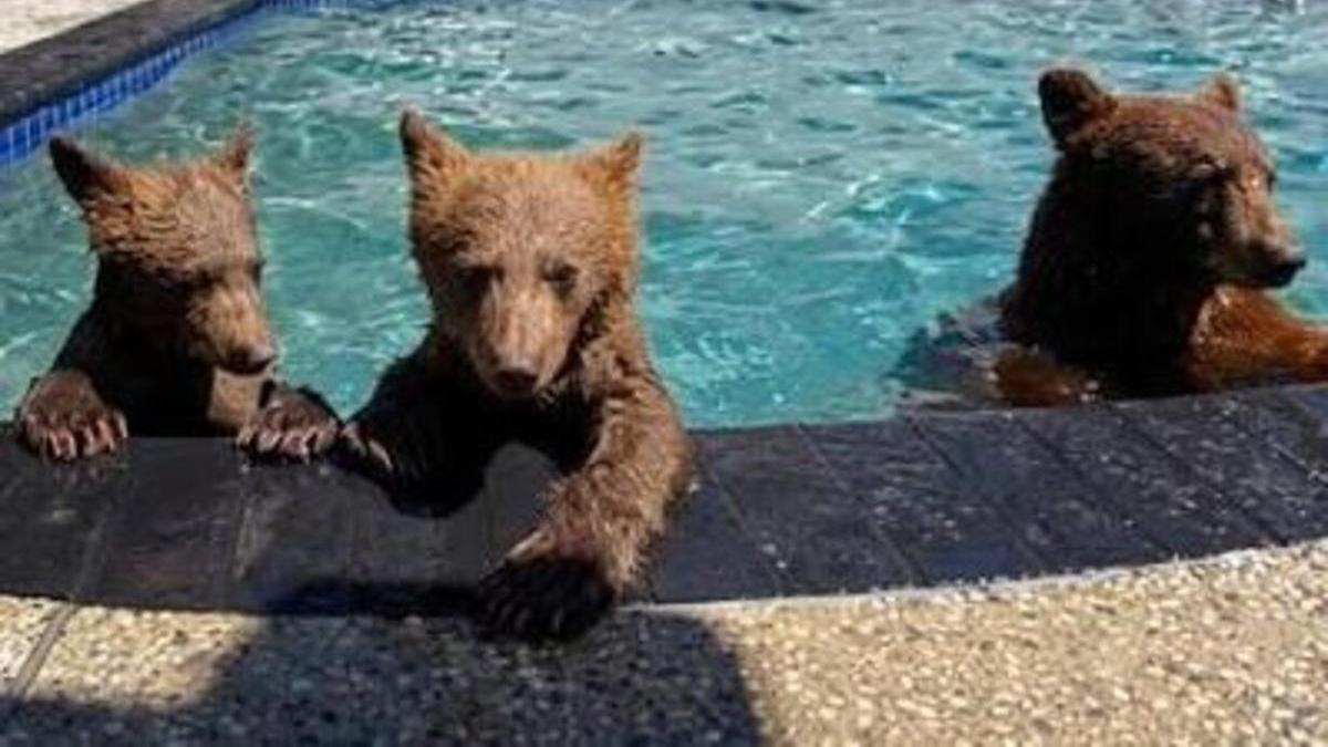 Imagen de algunos de los osos que visitan la piscina de una casa de Califiornia