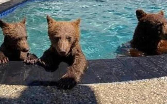 Imagen de algunos de los osos que visitan la piscina de una casa de Califiornia