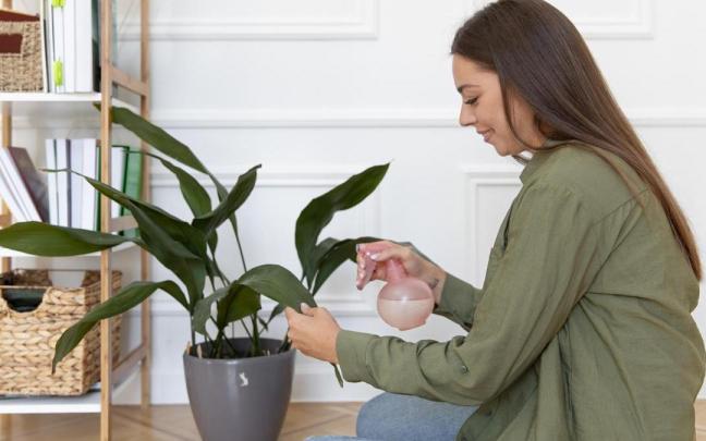 Chica pulveriza un poco de agua sobre las hojas de una planta de interior.