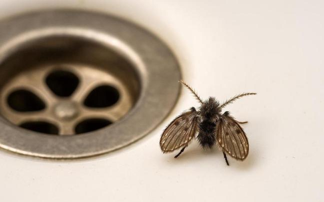 Mosca de drenaje