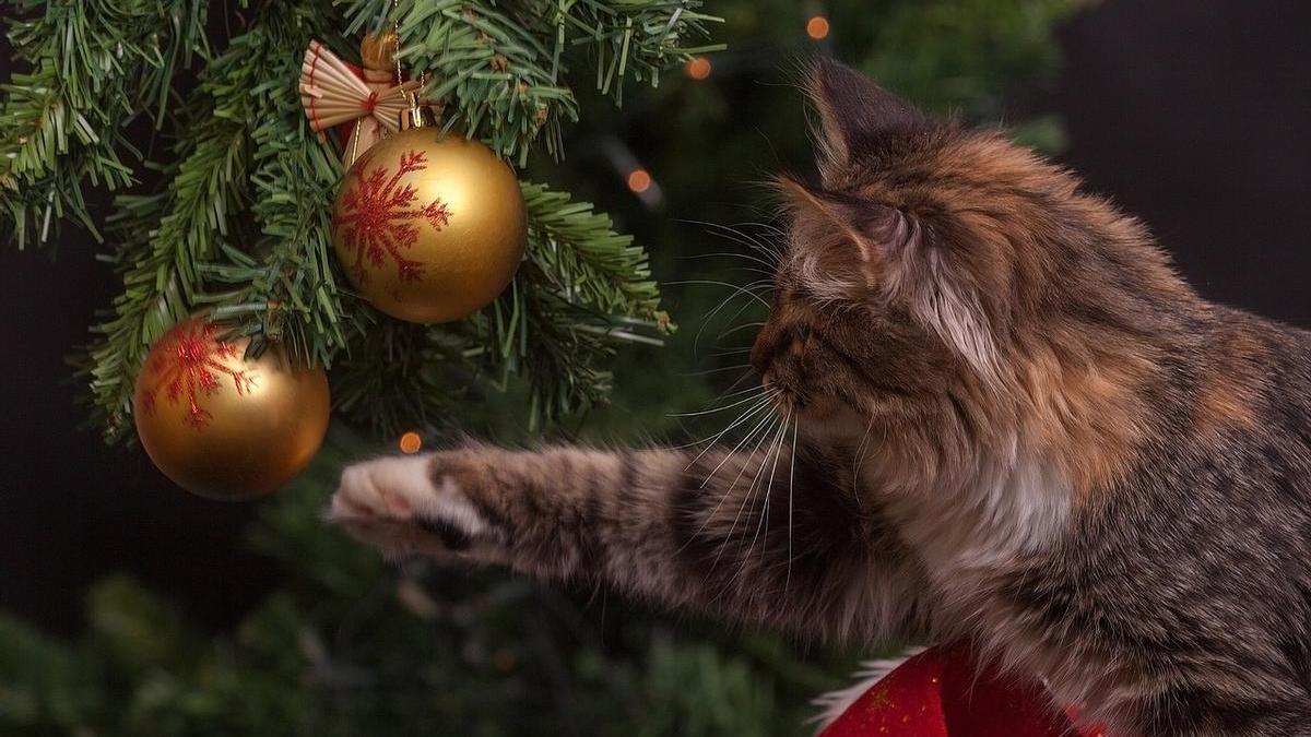 Gato juega con las bolas del árbol de Navidad