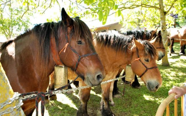 Caballos de monte vascos en una feria ganadera