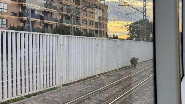 La presencia de un jabalí en las vías del metro provoca retrasos en Valencia.