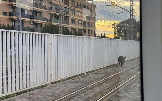 La presencia de un jabalí en las vías del metro provoca retrasos en Valencia.