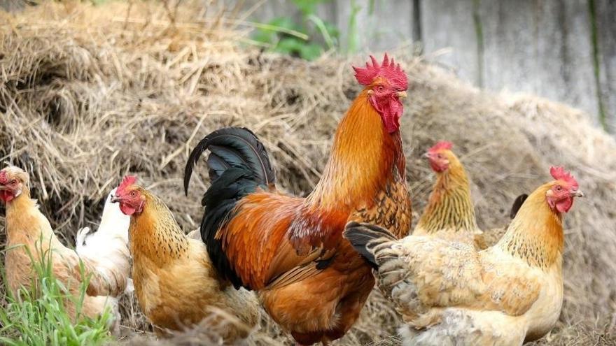 Un gallo junto a varias gallinas.