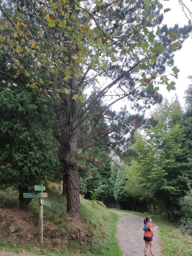 En la desviación al Arnotegi