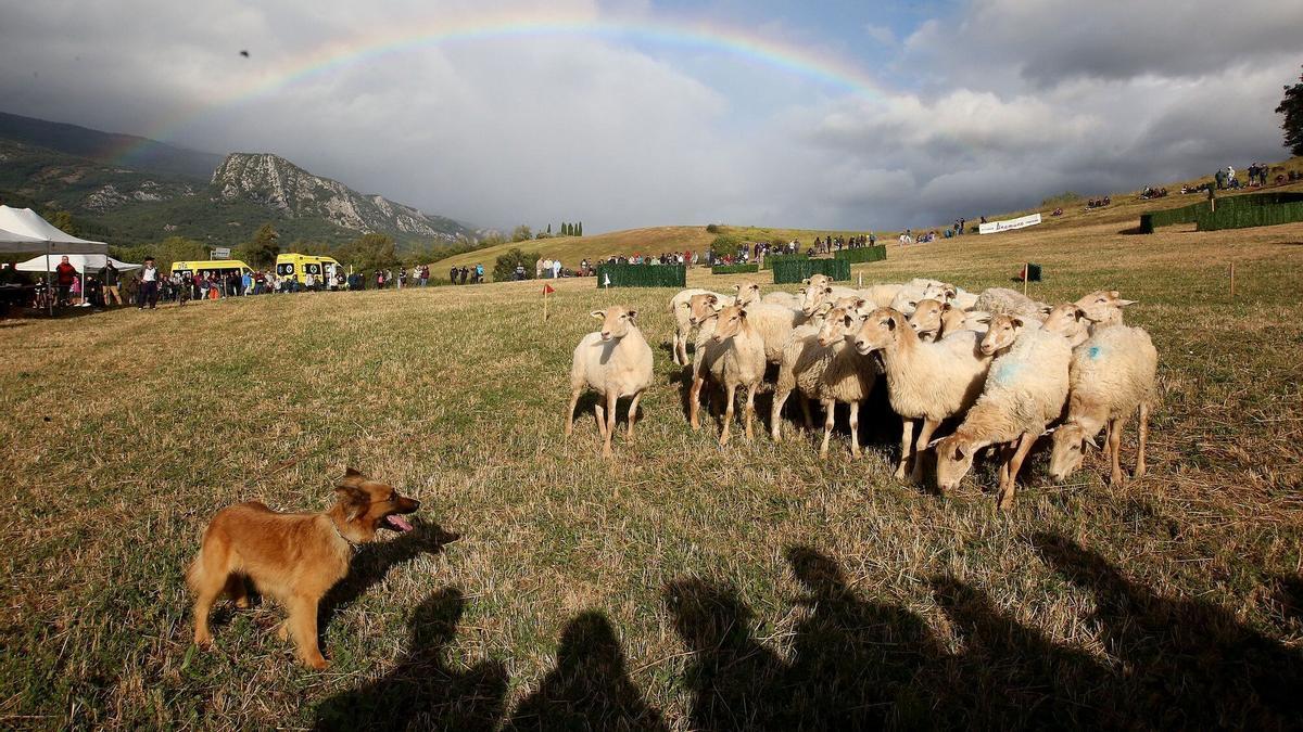 La volubilidad del tiempo provoca que el concurso tenga como paisaje un arcoíris. Uno de los perros trata de llevar a las ovejas.