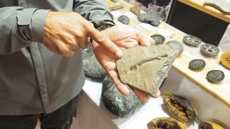 La primera pieza que localizó Rementeria fue un fósil de equinoideo del que no había constancia en el flysch del Geoparque de la Costa Vasca hasta ese momento.