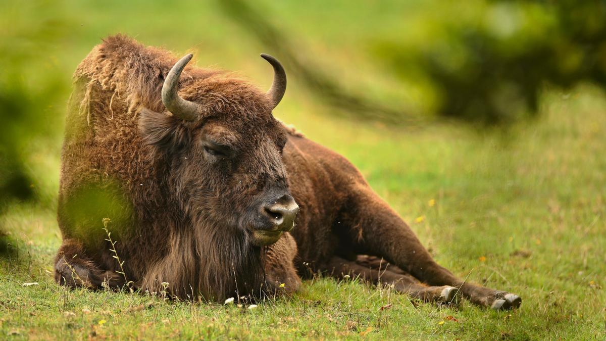 Un ejemplar de bisonte europeo (Bison bonasus).