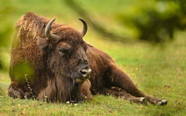 Un ejemplar de bisonte europeo (Bison bonasus).