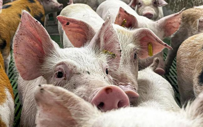 Varios cerdos en una granja porcina de Aragón.