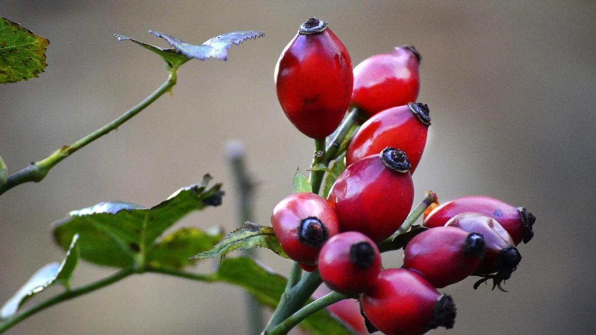Imagen de una planta de rosa moqueta, perfecta para regenerar y cuidar la piel