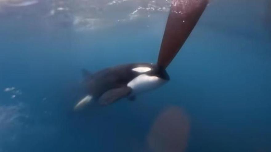 Una de las orcas en un momento del ataque.