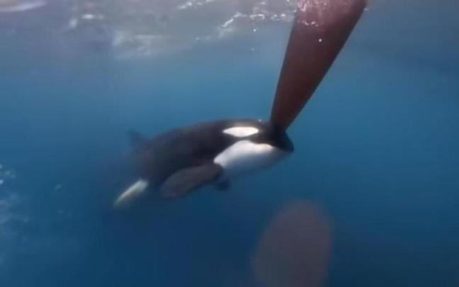 Una de las orcas en un momento del ataque. Una de las orcas en un momento del ataque.