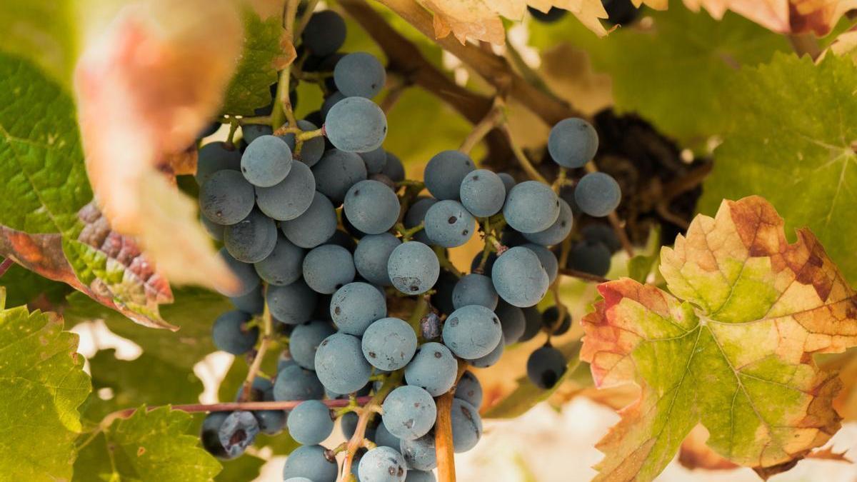 La viña es el cultivo que mejor se adapta a las tierras de Rioja Alavesa.