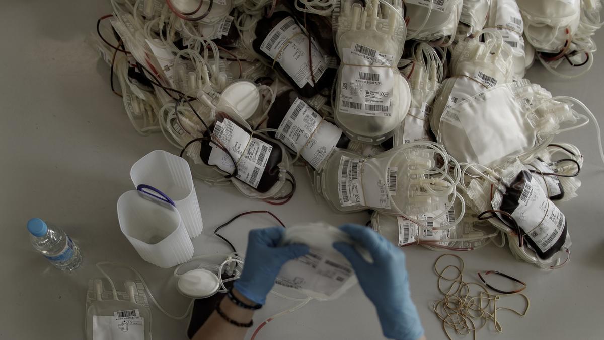 Una sanitaria separa las bolsas de transfusión de sangre antes de introducirlas en la centrifugadora para separar los componentes de la sangre