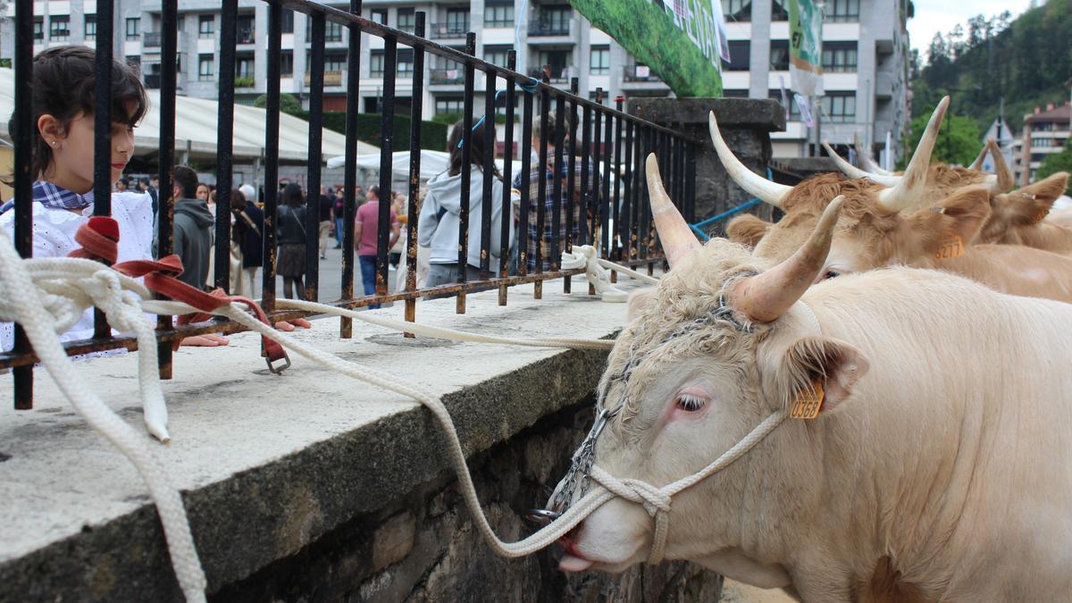 El ganado bovino, todo un clásico en la avenida Ibargarai, este año no estarán presentes en la feria.