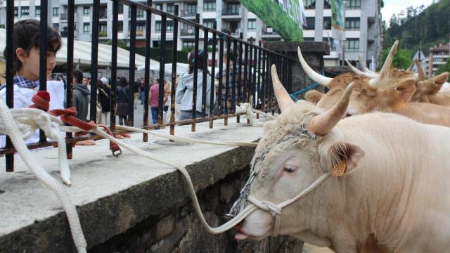 El ganado bovino, todo un clásico en la avenida Ibargarai, este año no estarán presentes en la feria.