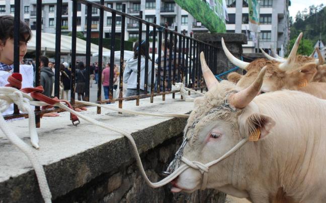 El ganado bovino, todo un clásico en la avenida Ibargarai, este año no estarán presentes en la feria.