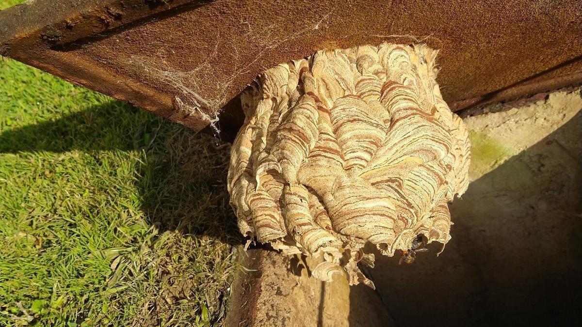 Un nido de avispa asiática.