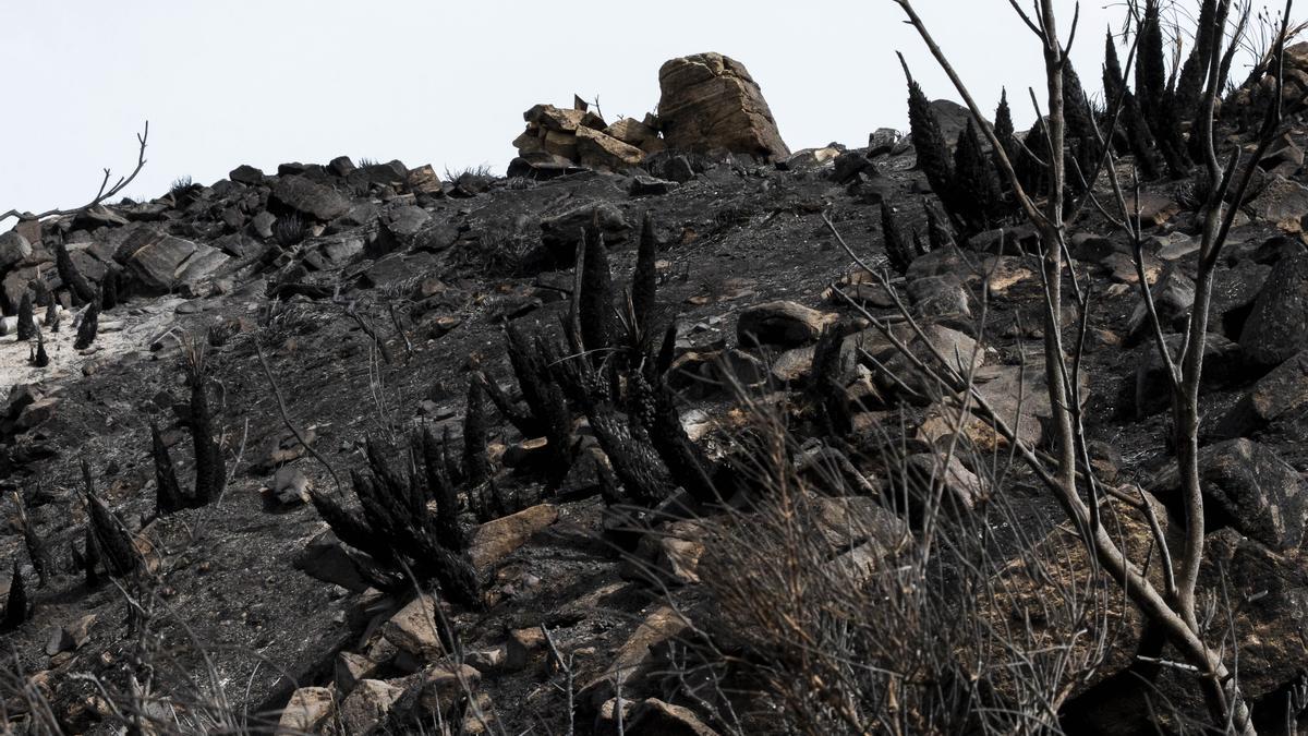 Paraje calcinado tras el incendio de Los Gallardos