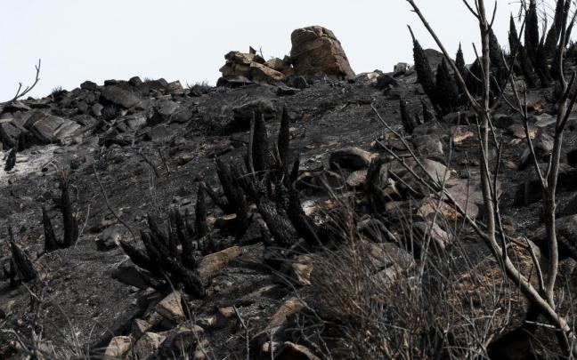 Paraje calcinado tras el incendio de Los Gallardos