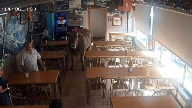 El momento en el que una vaca entra en un bar de Girona, ante la atónita mirada de los presentes