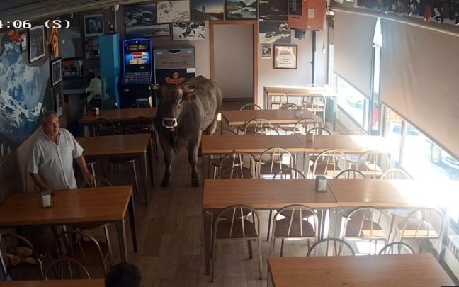 El momento en el que una vaca entra en un bar de Girona, ante la atónita mirada de los presentes