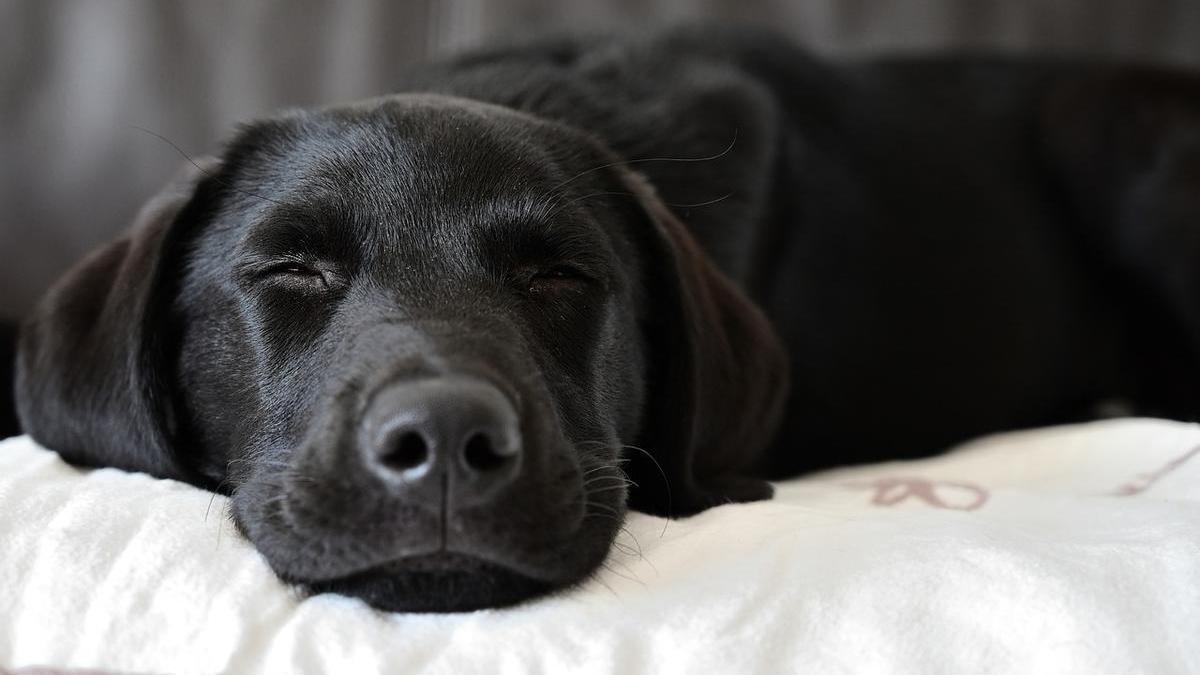 Labrador de color negro descansando en casa