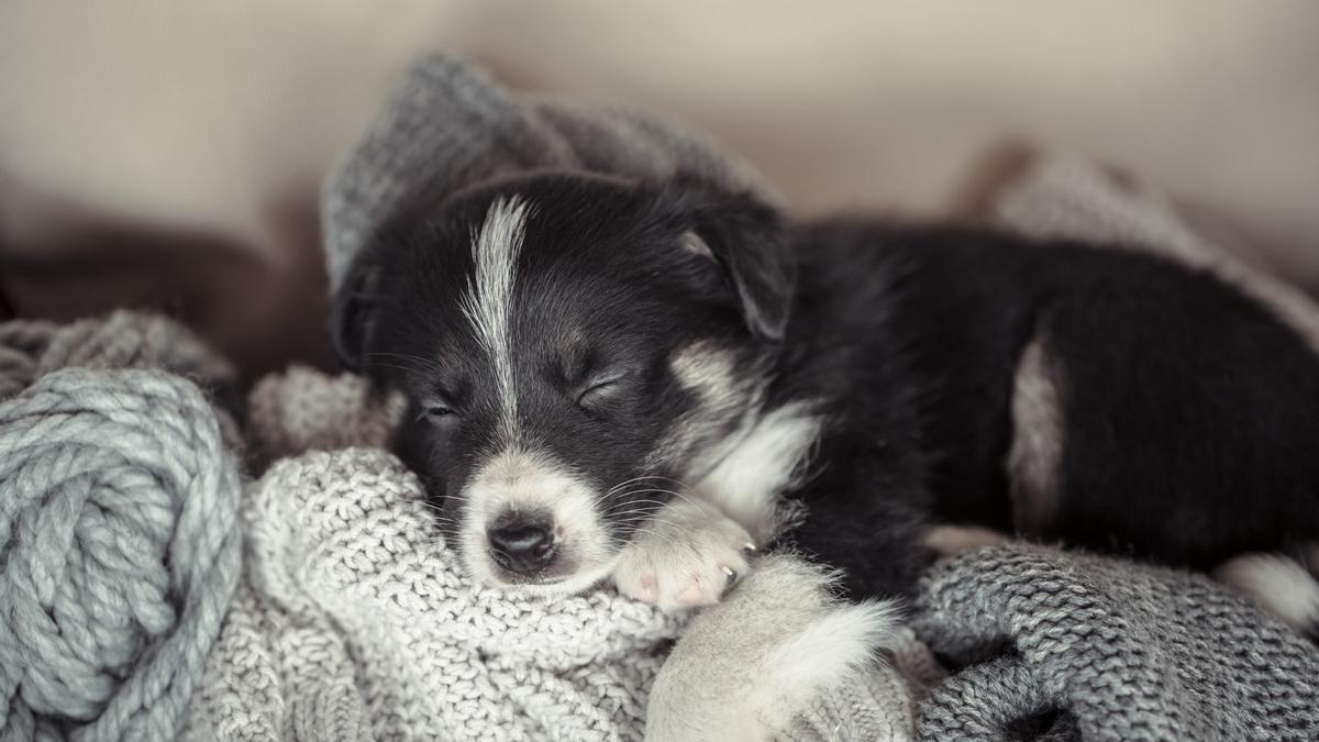 El descanso y el sueño profundo son básicos para el desarrollo de los cachorros.