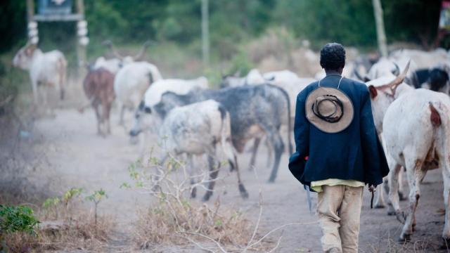 Zambia declara la alerta por un brote de ántrax en el país. | La OMS avisa de que este brote tiene un alcance sin precedentes. Zambia declara la alerta por un brote de ántrax en el país. | La OMS avisa de que este brote tiene un alcance sin precedentes.
